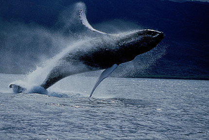 Big Whale Breaches